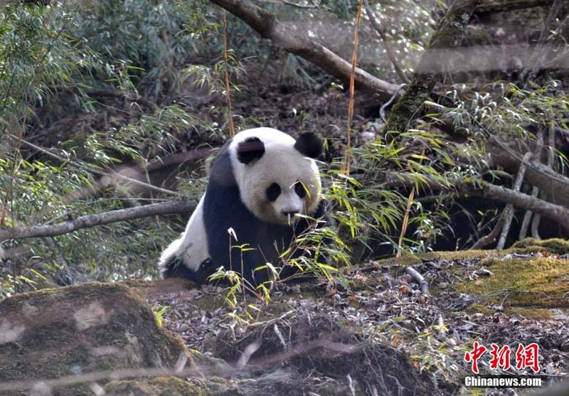 A wild giant panda was spotted in a village