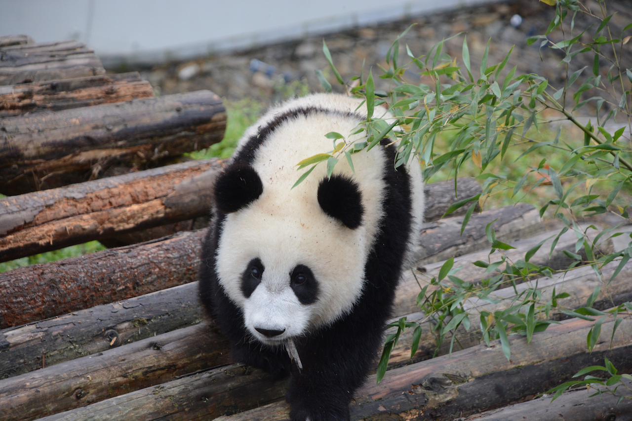 What is the difference of the Panda bases?